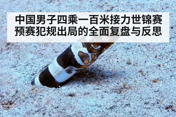 中国男子四乘一百米接力世锦赛预赛犯规出局的全面复盘与反思